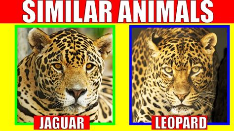 how are we similar to animals